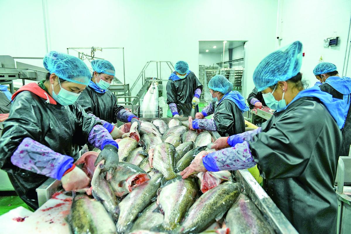 没有海，却占全国98%出口？青藏高原冷水鱼如何逆袭全球